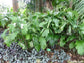 Arenga Hookeriana - Hooker Fishtail Palm - 10 Seeds