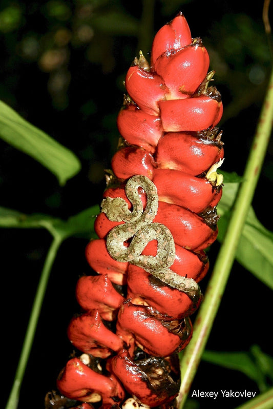 Heliconia Imbricata - Heliconia gigante rossa - Pianta rara - 5 semi
