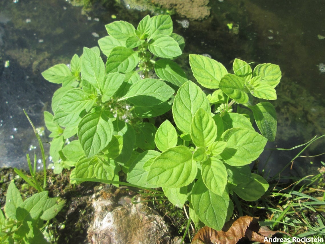 Mentha Aquatica - Menta Aquática - Planta de Chá de Ervas - 50 Sementes