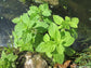 Mentha Aquatica - Water Mint - Herbal Tea Plant - 50 Seeds