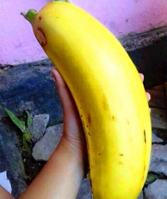 Musa Ingens - Giant Highland Banana - Misteriosa Nova Guiné Rara Banana - Maior Planta do Mundo - 3 Sementes