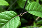 Mondia Whitei - Gondolosi - Medicinal Plant - Very Rare - 5 Seeds