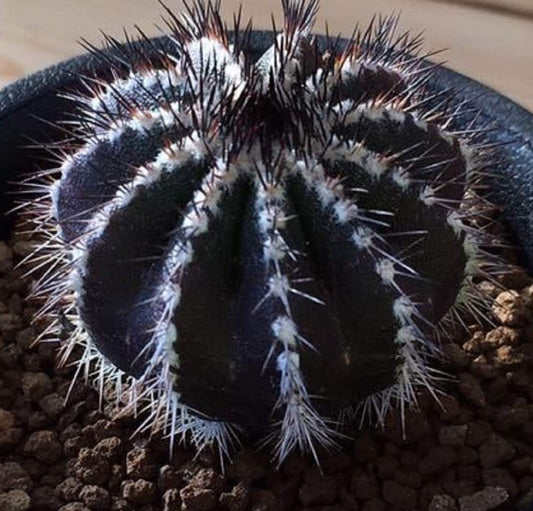 Uebelmannia Pectinifera - The Black Cactus