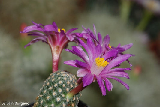 Mammillaria Goldii - Cactus di fiori rosa - Raro - 10 semi