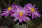 Mammillaria Goldii - Pink Flowers Cactus - Rare - 10 Seeds
