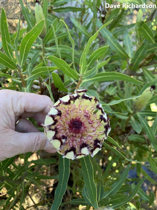 Protea Burchellii - Burchell's Sugarbush - Shrub Flower - 3 Seeds Semillas Graines семена