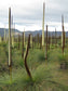 Xanthorrhoea Australis - Grass Tree - Blackboy - 10 Seeds