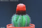 Melocactus MIX -10 Seeds - Melon Flower Cactus - Turk's Cap Fruit Cactus