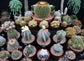 サボテン種の混合-50シード-Notocactus、Astrophytum、Echinocereus、Mammillaria、Melocactus