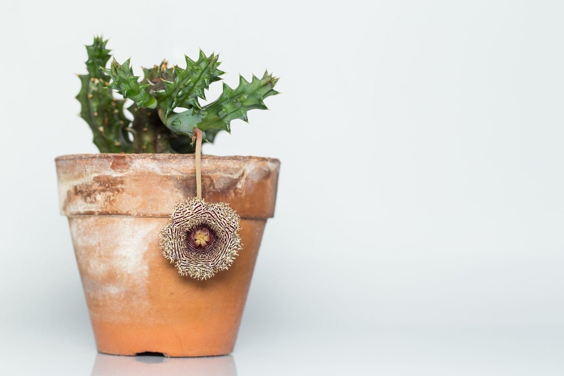 Huernia Hystrix - Porcupine Huernia Cactus - Amazing Flowers - 3 Rare Seeds