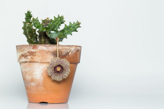 Huernia Hystrix - Porcupine Huernia Cactus - Flores Incríveis - 3 Sementes Raras