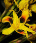 Moraea Elegans - Cape Tulips - Yellow Black Spot Flower - 5 Seeds