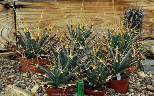 Leuchtenbergia Principis - Unico Agave Prisma Cactus - Raro - 10 Semi