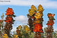 Hakea Victoria - Royal Hakea - Fire Plant- Amazing - 5 Seeds