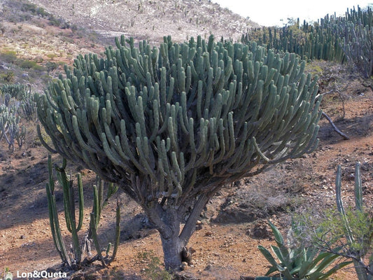 Polaskia Chichipe - Tree-Cactus - Frutti commestibili - Fiori gialli - 20 semi