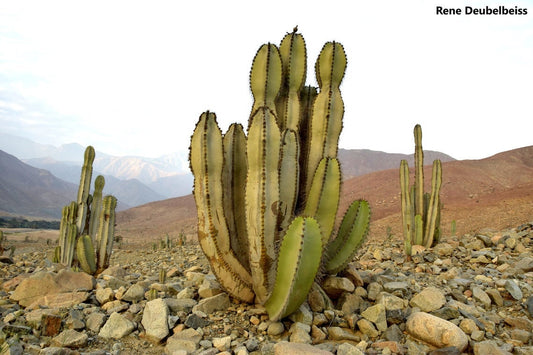 Neoraimondia Arequipensis - Grande letto di paglia - Cactus strano raro - 20 semi