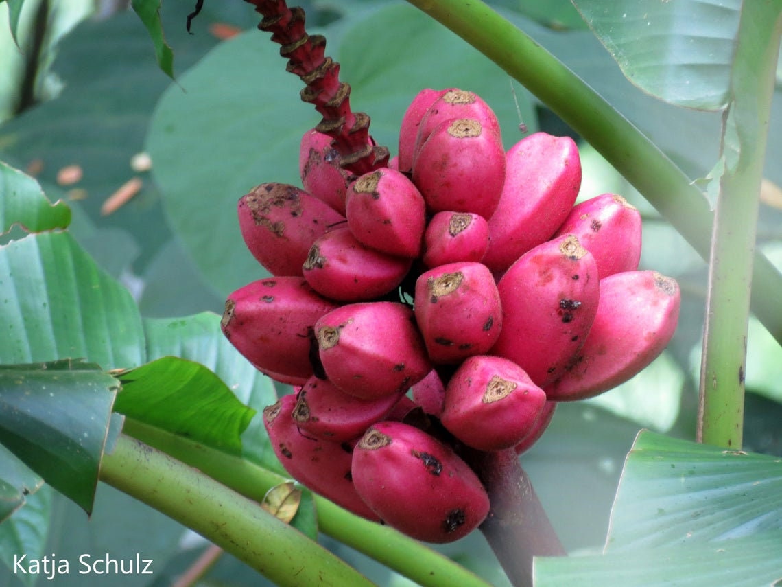 Negozio Bonsai: Semi di Banano Rosa (Musa velutina)