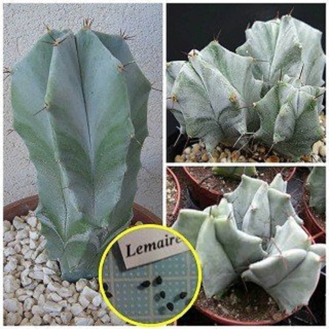 Lemaireocereus Pruinosus - Grey Ghost - Organ Pipe Cactus - 20 Seeds