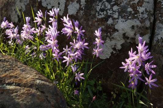 Ixia Rapunculoides - Delile Royal Corn-lily - Fiore da giardino perfetto - Raro - 5 semi