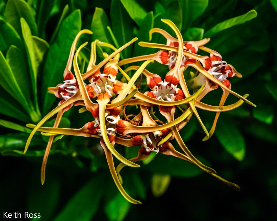 Strophanthus Speciosus - The Forest Poison Rope - Climber - 10 Seeds