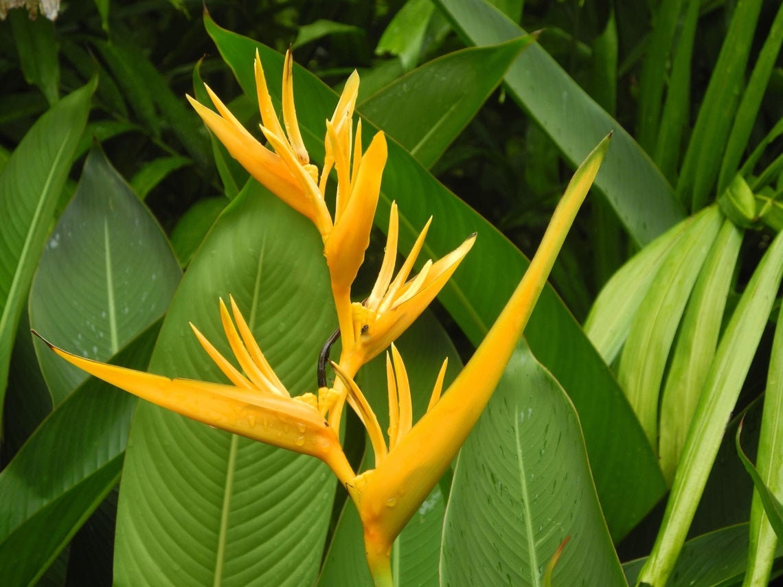 Heliconia Spathocircinata - Golden Torch - Yellow Lobster Claws Plant - 5 Seeds