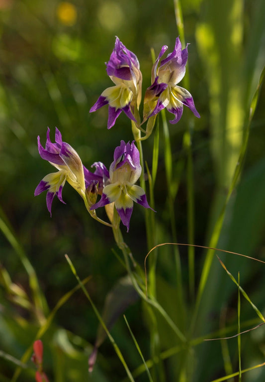 Gladiolus Venustus - Incredibili fiori gialli rosa viola - 10 semi