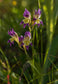 Gladiolus Venustus - Amazing Purple Pink Yellow Flowers - 10 Seeds