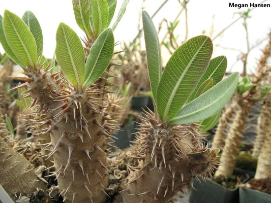 Pachypodium horombense - Horombe Clubfoot - Bonsai Succulent - Limited - 10 Seeds