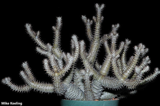 Pachypodium horombense - Horombe Pé torto - Bonsai Suculento - Limitado - 10 Sementes