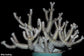 Pachypodium horombense - Horombe Clubfoot - Bonsai Succulent - Limited - 10 Seeds