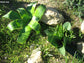 Crossyne Flava - Crossyne Cape Province Lily - Yellow Flowers - 5 Seeds