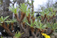 Pachypodium Rosulatum - Elephant's Foot Plant - Yellow Flower - 10 Seeds