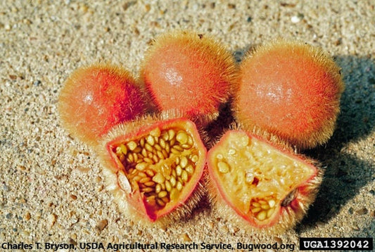 Solanum Candidum-Fuzzyfruit Nightshade-Edible Fruits-20 Seeds