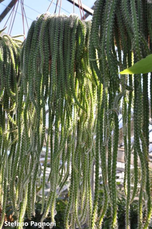 Selenicereus Validus - Cactus con steli simili a corde - Coltivatore molto veloce - 20 semi