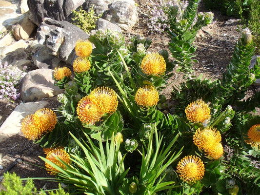 Leucospermum Patersonii - Puntaspilli Silveredge della costa meridionale - 3 semi