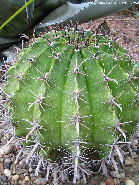 Ferocactus Horridus - Cactus a forma di botte - 10 semi