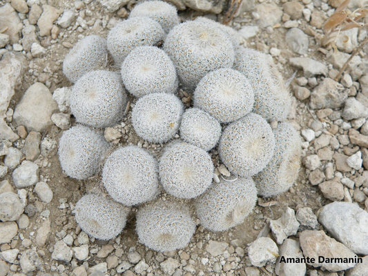 Epithelantha Micromeris - Cactus a bottone - A forma di globo - 10 semi