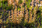 Drosera Ramellosa - Branched Sundew - Western Australia - Rare Carnivorous - 5 Seeds