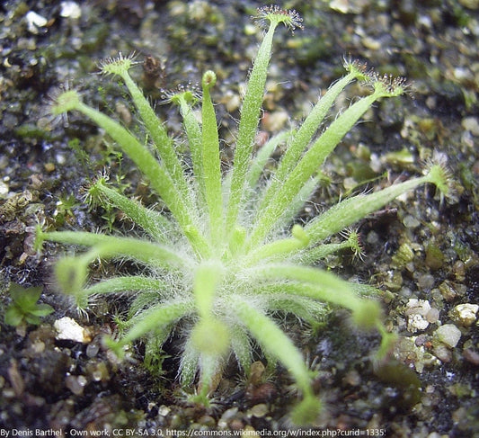 Drosera Dilatato-Petiolaris - Australia Rare Carnivorous Plant - 5 Seeds
