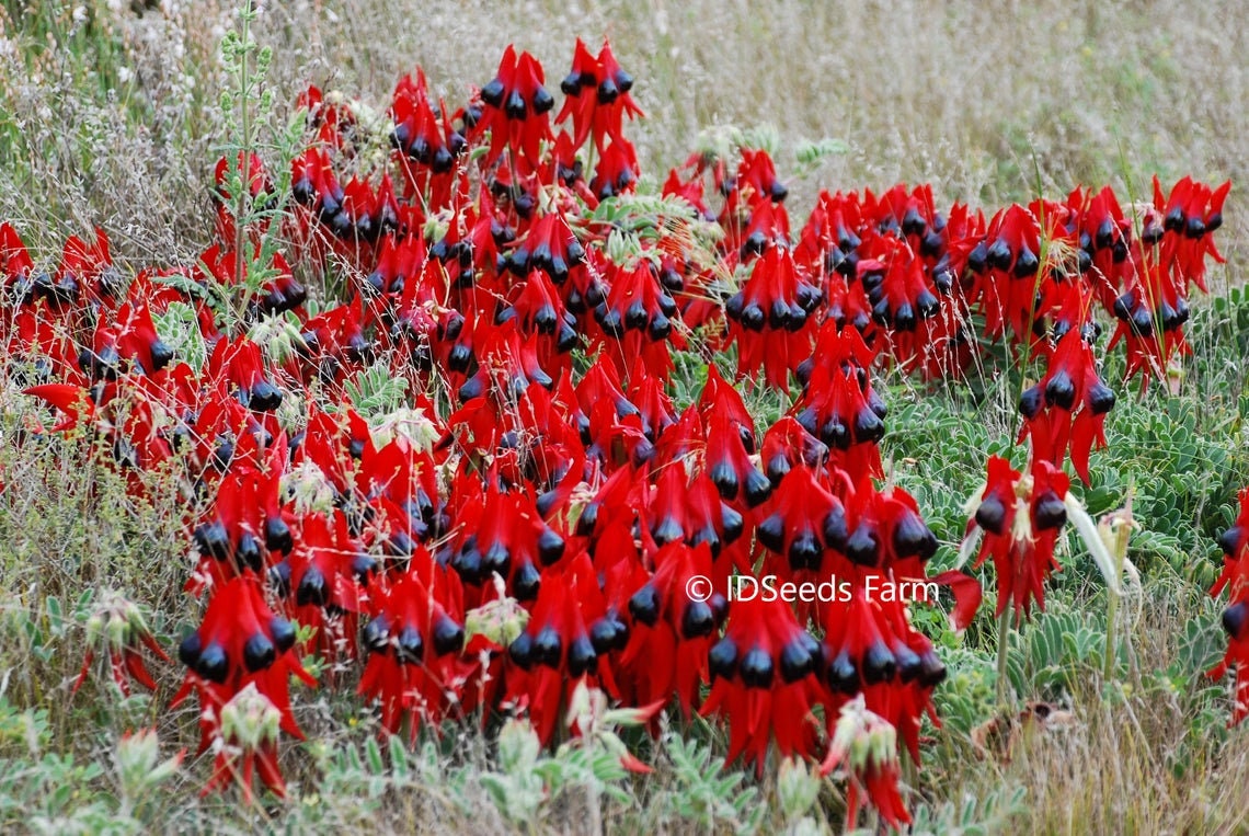 Swainsona Formosa - Sturt's Desert Pea - Blood-Red Leaf - Limited - 5 Seeds