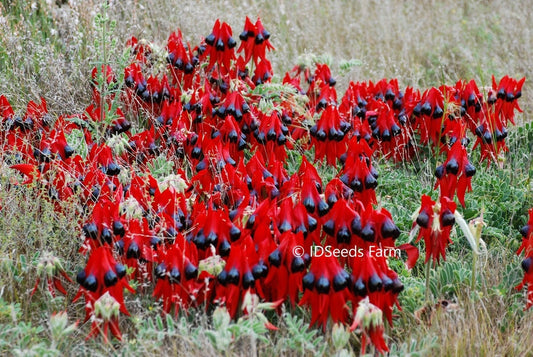 Swainsona Formosa - Sturt's Desert Pea - Red Leaf