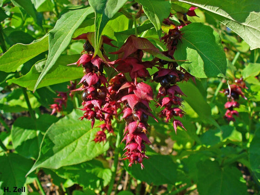 Leycesteria Formosa - 50+ Sementes - Madressilva do Himalaia - Noz-moscada florida Pheasant Berry