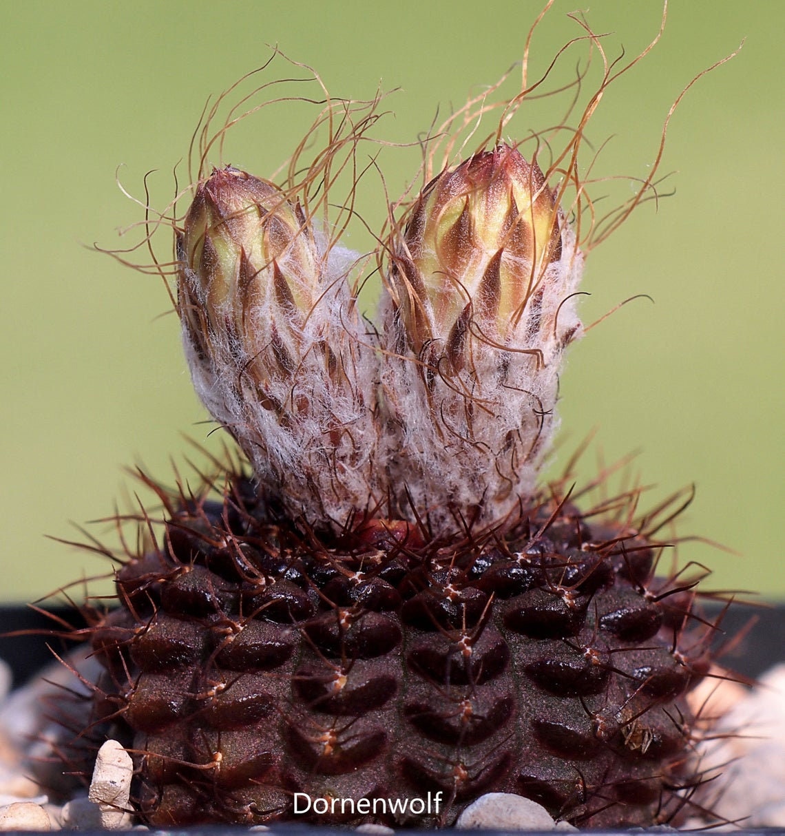 Frailea Angelesii - 20 Seeds - Chocolate Brown Succulent Cactus Plant