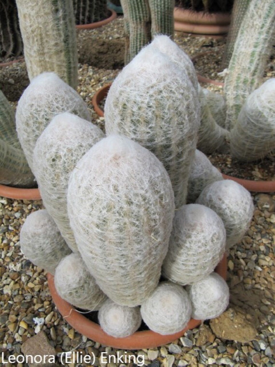 Espostoa Lanata - Old Man Cactus - Cotton Ball - Snowball Cactus - 25 Seeds