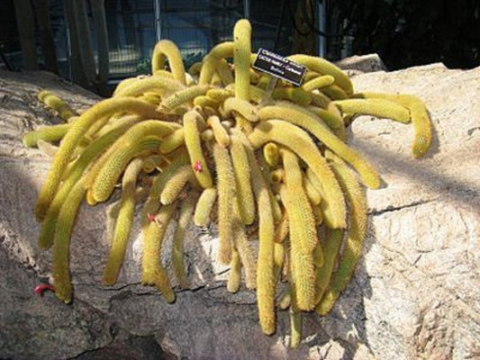 Cephalocleistocactus Ritteri - Cacto Cobra Amarela - 25 Sementes
