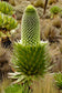 Lobelia Telekii - Hairy Man Cactus - Alpine Zone Lobelia - Rare - 10 Seeds
