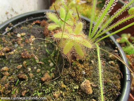 Drosera Hilaris - Carnivorous Plant - Very Rare - 10 Seeds