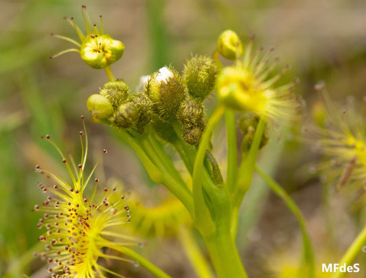 Drosera Hookeri - The Grassland Sundew - Carnivorous Plant - 10 Seeds