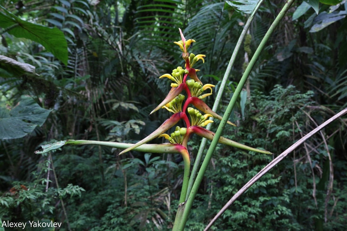 Heliconia Impudica - Equador Florestas Tropicais Heliconia - Raro - 5 Sementes