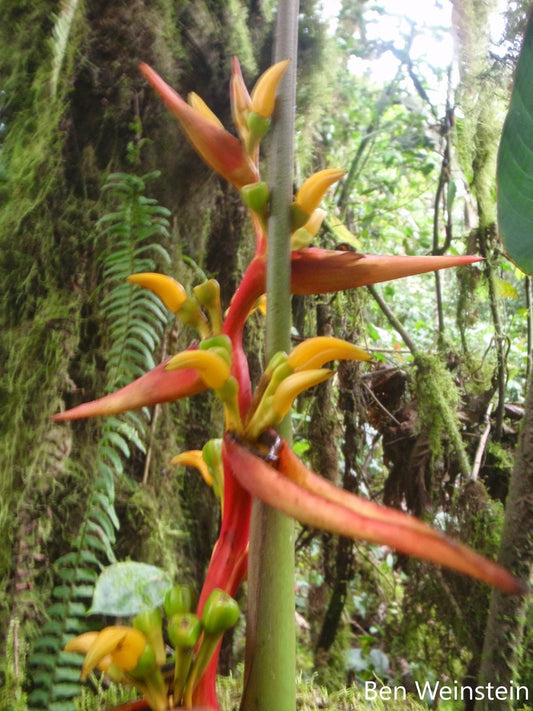 Heliconia Impudica - Ecuador Rainforests Heliconia - Rare - 5 Seeds
